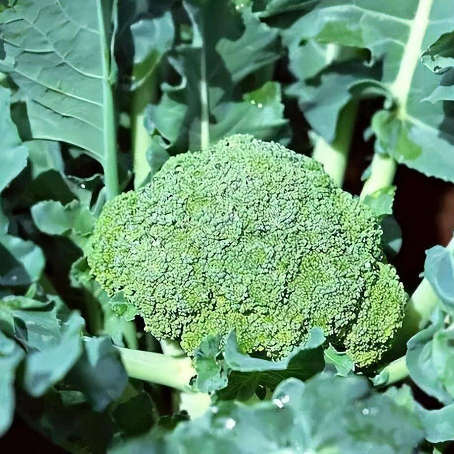 Broccoli (ब्रोकोली)