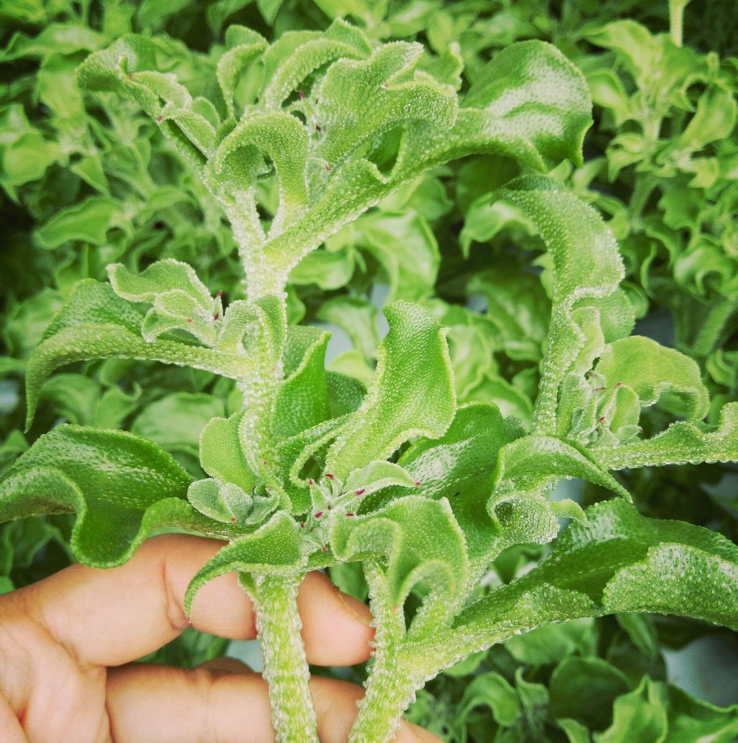 Crystal Ice Plant (क्रिस्टल आइस तरकारी)