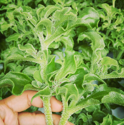 Crystal Ice Plant (क्रिस्टल आइस तरकारी)
