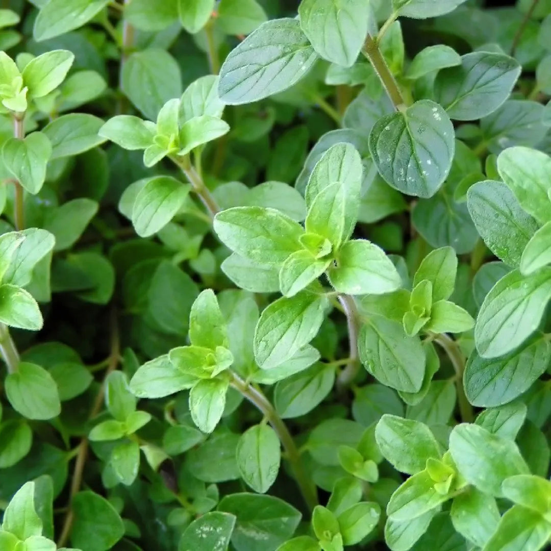 Oregano (ओरेगानो)