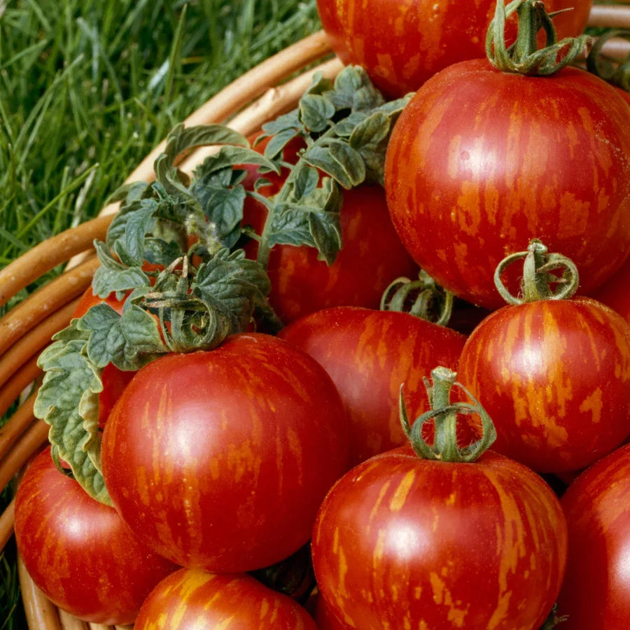 Tiger Stripe Tomato (टाइगर धारी टमाटर)