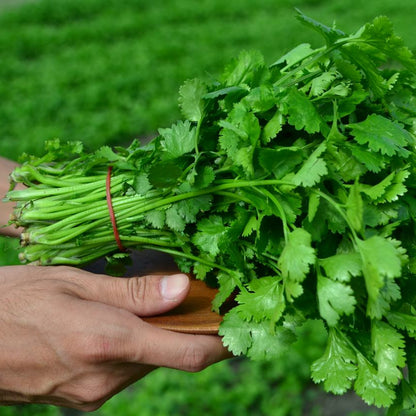 Coriander - Dhaniya (धनिया)