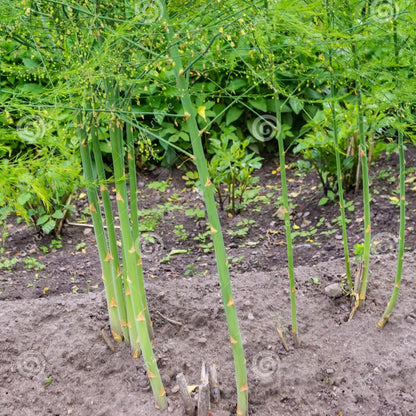 Green Asparagus (हरियो सतावरी)