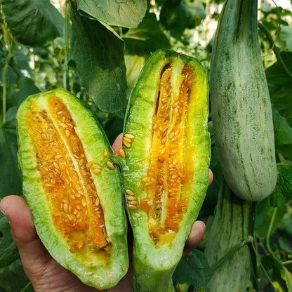 Horn Crispy Sweet Melon (सिङ्गाने करारा गुलियो खरबुजा)