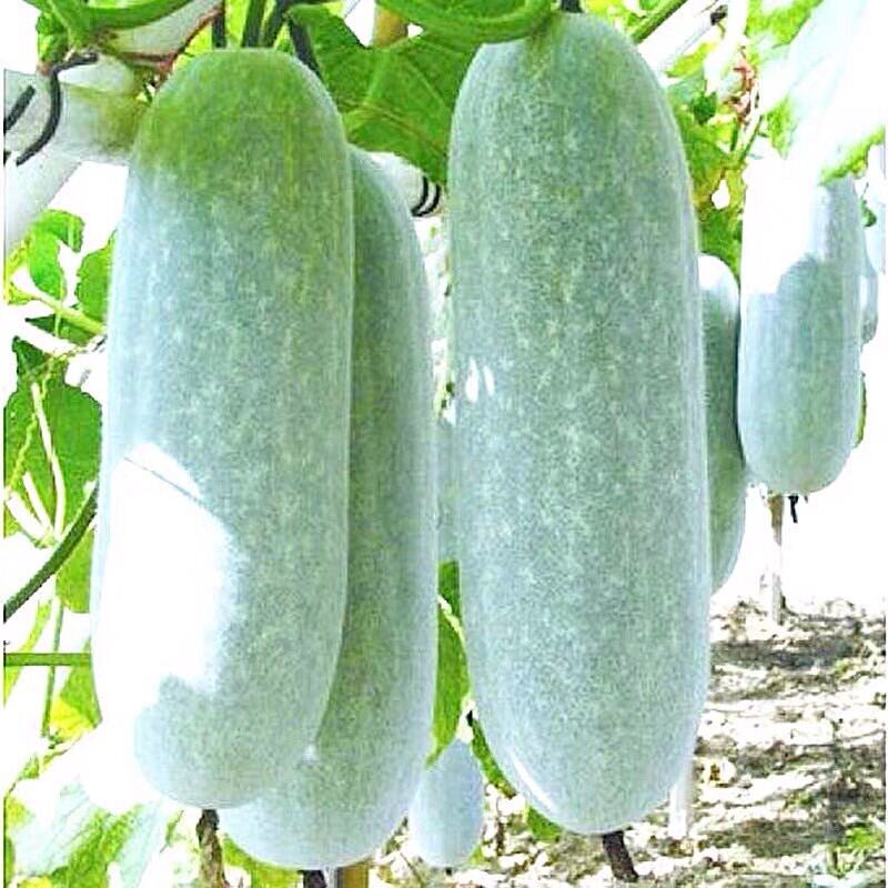Green Mini Winter Melon (सानो हरियो कुशे)