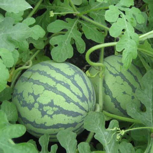 Watermelon 84-24 (अर्ली जिया तरबूज ८४-२४)