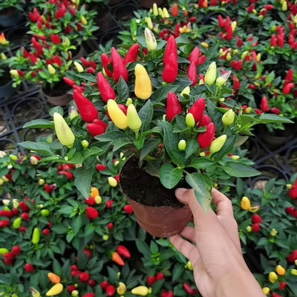 Rainbow Chili Peppers (सातरङ्गी खुर्सानी)