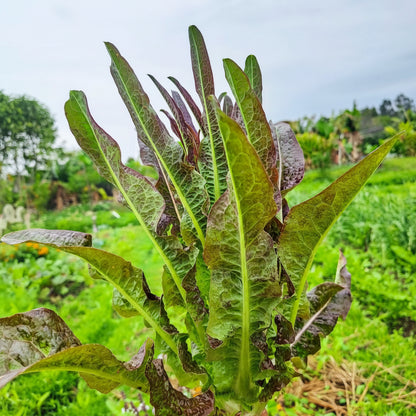 Red Lettuce (रातो लेट्युस)