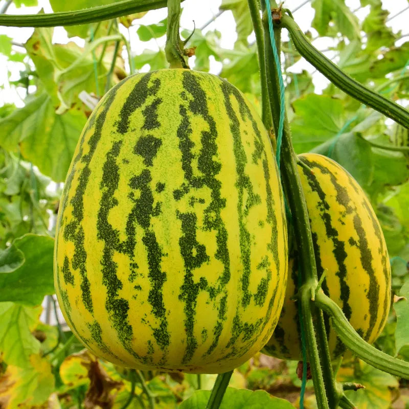 Bali Xiang Sweet Melon (बाली सुगन्धित गुलियो खरबुजा)