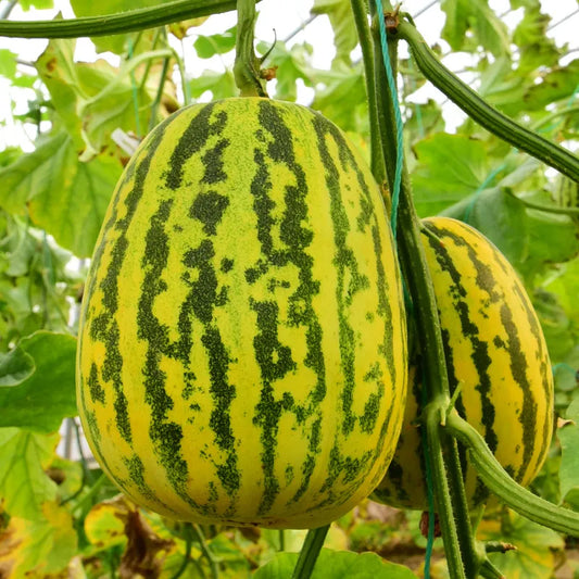 Bali Xiang Sweet Melon (बाली सुगन्धित गुलियो खरबुजा)