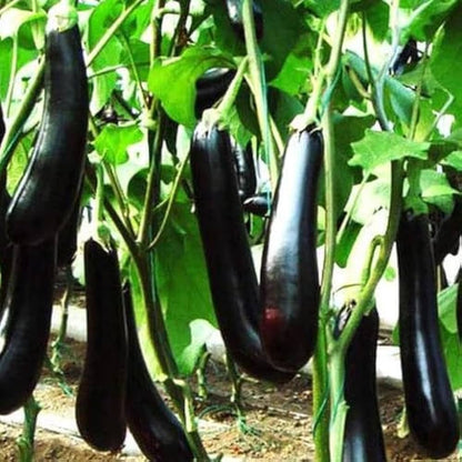 Black Glossy Long Eggplant (कालो लामो भंटा)