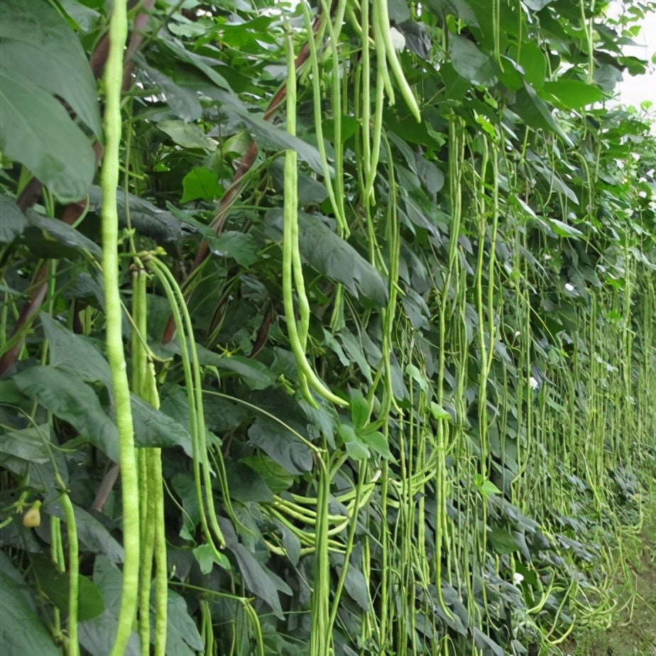 Yard Long Beans - Chinese Long Beans (लामो बोडी)