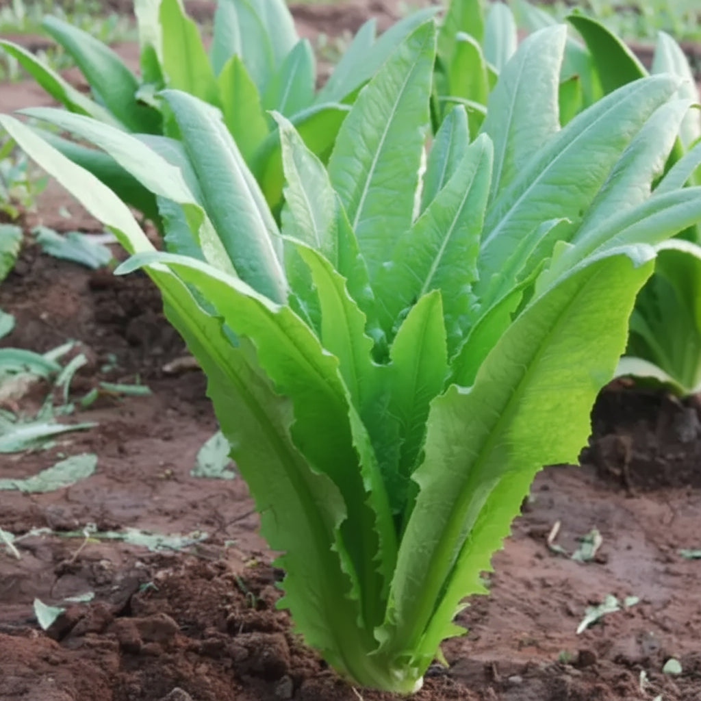 Lettuce - Jiri Ko Saag (जिरी को साग)