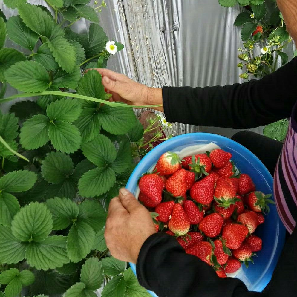 Everbearing Butter Strawberry (चारै मौसम बटर स्ट्रबेरी)