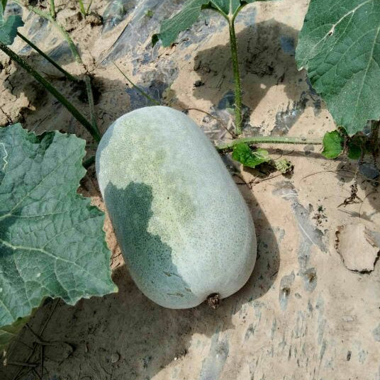 Green Mini Winter Melon (सानो हरियो कुशे)