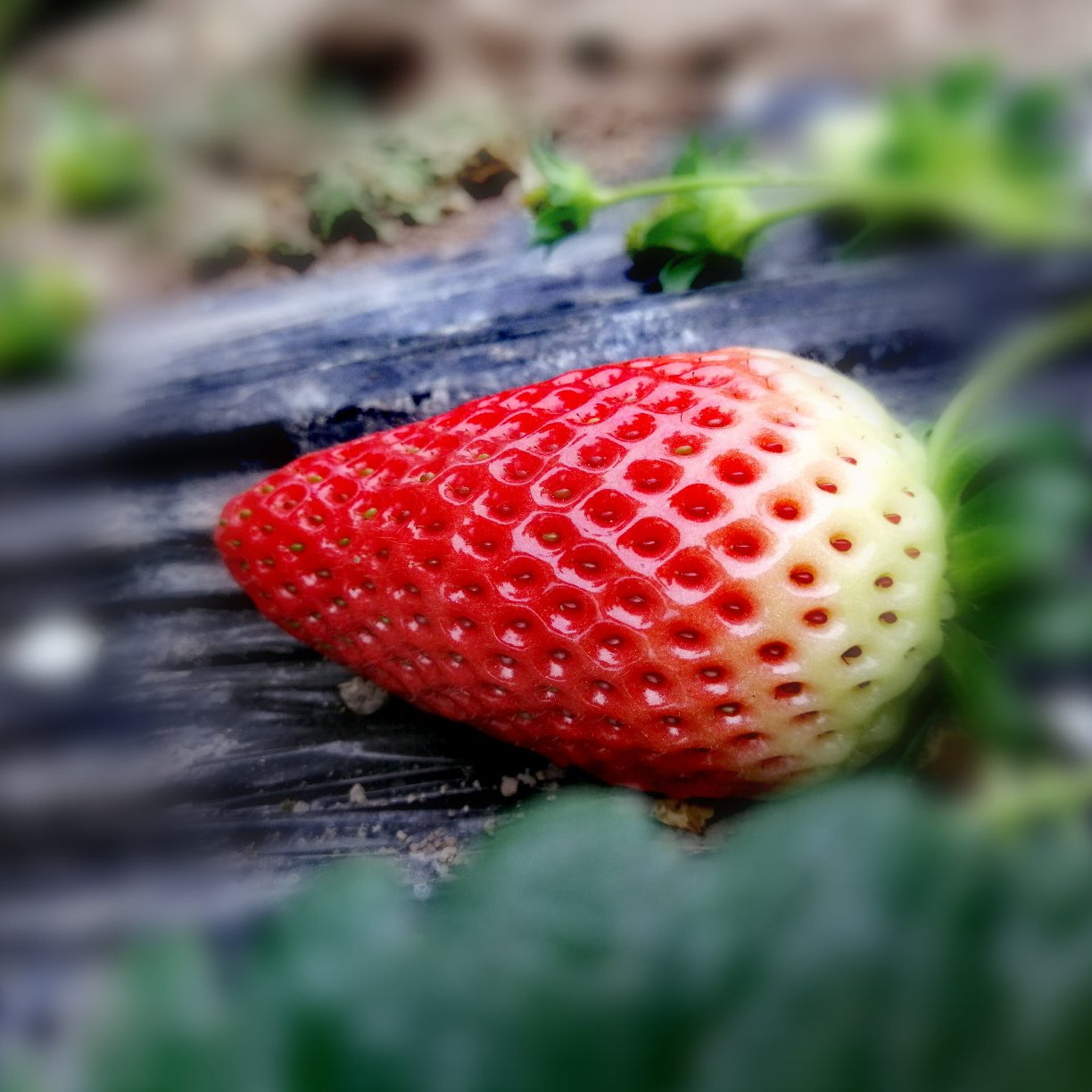 Everbearing Butter Strawberry (चारै मौसम बटर स्ट्रबेरी)
