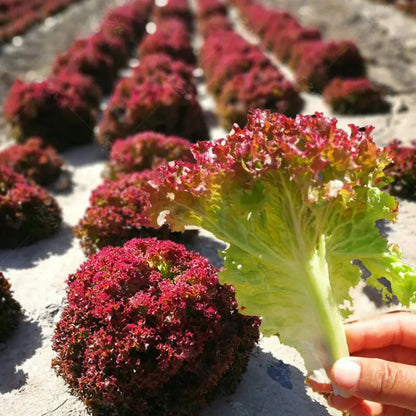 Purple Leaf Lettuce (बैंगनी पाते साग)
