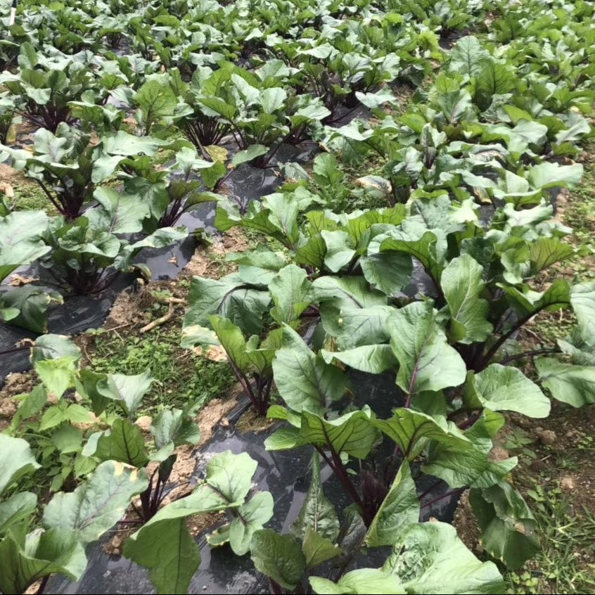 Red Choy Sum (रातो चोय सम)
