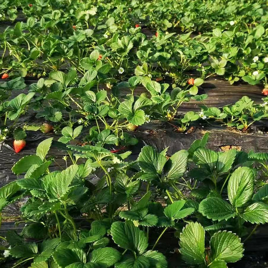 Everbearing Butter Strawberry (चारै मौसम बटर स्ट्रबेरी)