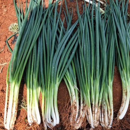 Spring Onion - Hariyo Pyaj (हरियो प्याज)