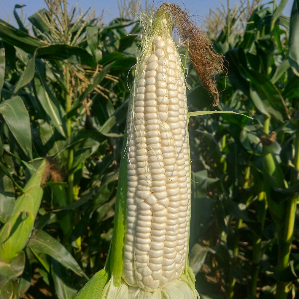White Glutinous Corn (सेतो चिप्लो मक्का)