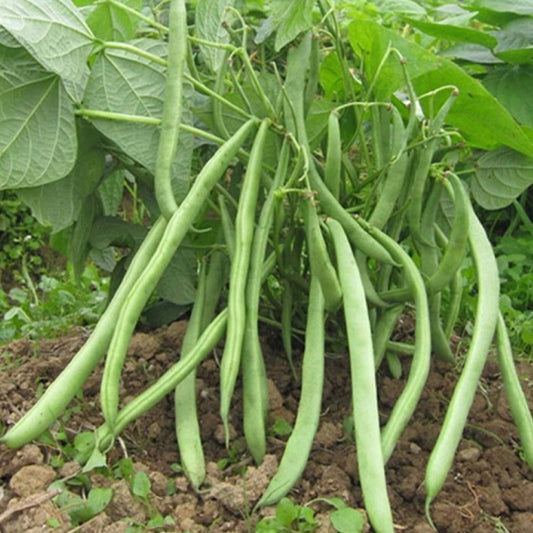 Green Beans - French Beans (राजमा सिमी)