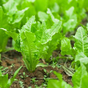 Lettuce - Jiri Ko Saag (जिरी को साग)