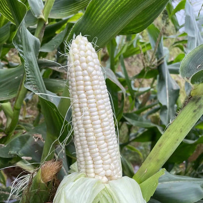 White Glutinous Corn (सेतो चिप्लो मक्का)