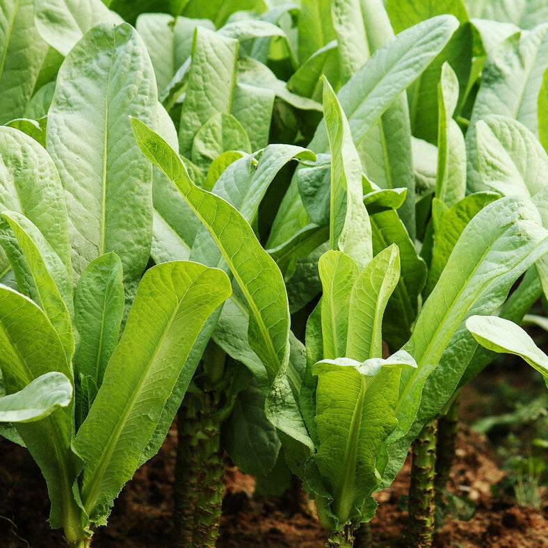 Lettuce - Jiri Ko Saag (जिरी को साग)