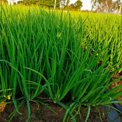 Spring Onion - Hariyo Pyaj (हरियो प्याज)
