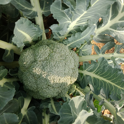 Broccoli (ब्रोकोली)
