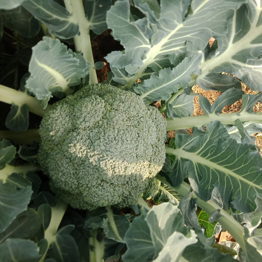 Broccoli (ब्रोकोली)