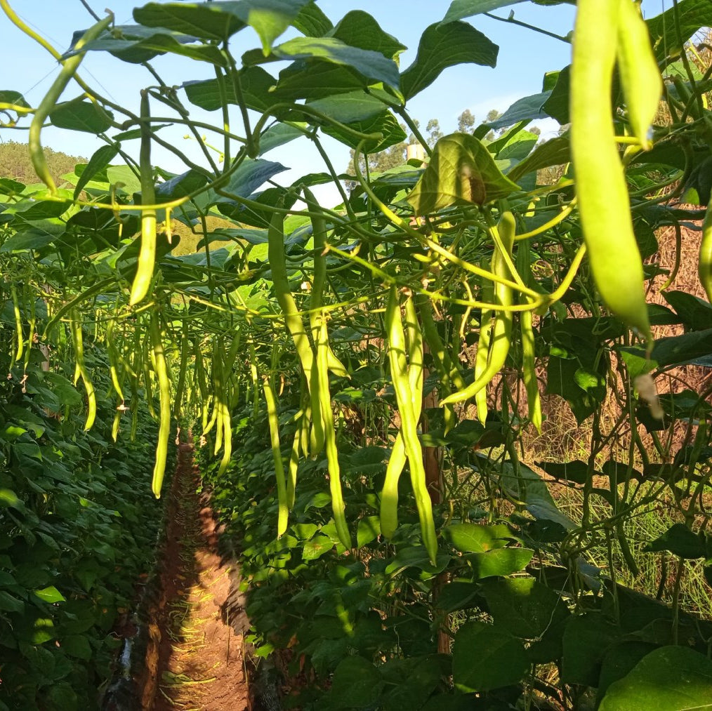 Green Beans - French Beans (राजमा सिमी)