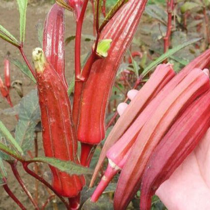 Burgundy Red Lady Finger (रातो भिण्डी)