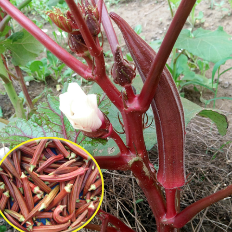 Burgundy Red Lady Finger (रातो भिण्डी)