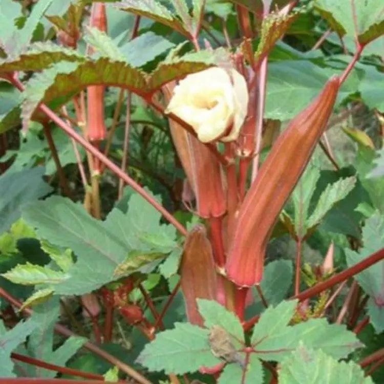 Burgundy Red Lady Finger (रातो भिण्डी)