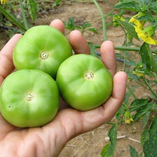 Apple Green Tomato (सेवा हरियो टमाटर)
