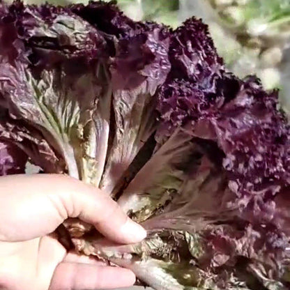 Purple Leaf Lettuce (बैंगनी पाते साग)