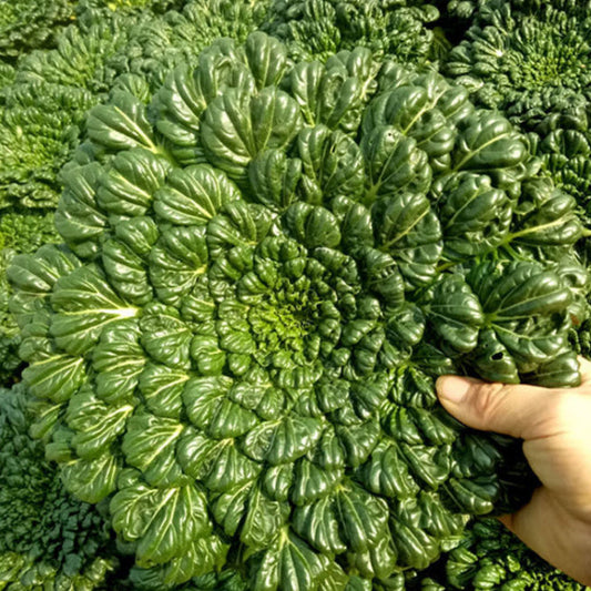 Wutai Cabbage (उटाई कोबी)