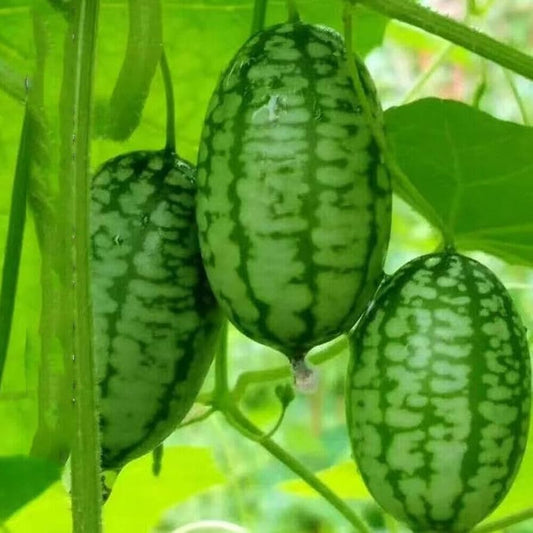 Cucamelon - Thumb Watermelon (अङ्गुठे तरबूज)