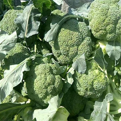Broccoli (ब्रोकोली)