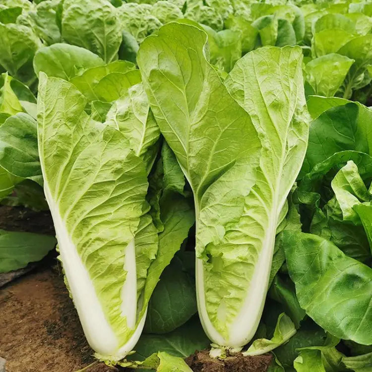 Four Seasons Fast-Growing Pak Choi (चारै रुतु सानो साग)
