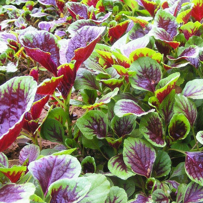 Red Amaranth - Lal Saag (लाल साग)