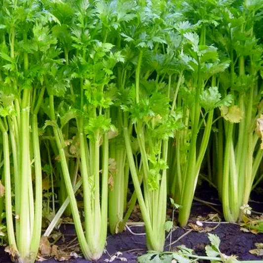 Chinese Celery (चिनियाँ सेलेरी)