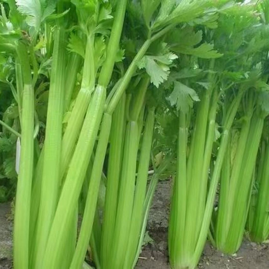 Western Celery (पश्चिमी सेलेरी)