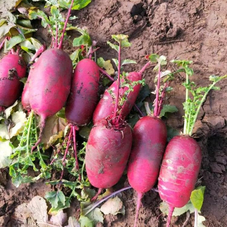 Pineapple Fruit Radish (फ्यान्सी फल मूला)
