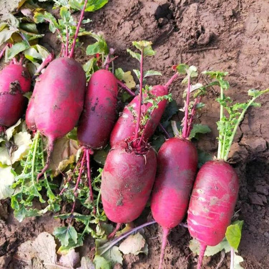Pineapple Fruit Radish (फ्यान्सी फल मूला)