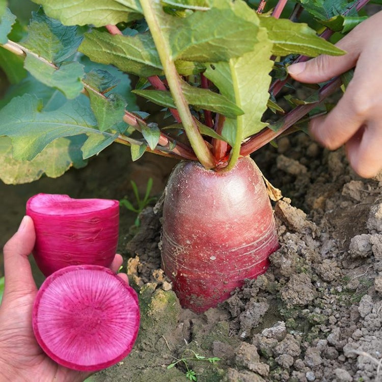 Pineapple Fruit Radish (फ्यान्सी फल मूला)