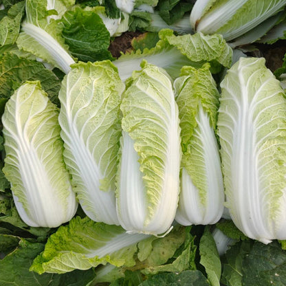 Baby Cabbage (बेबी कोबी)