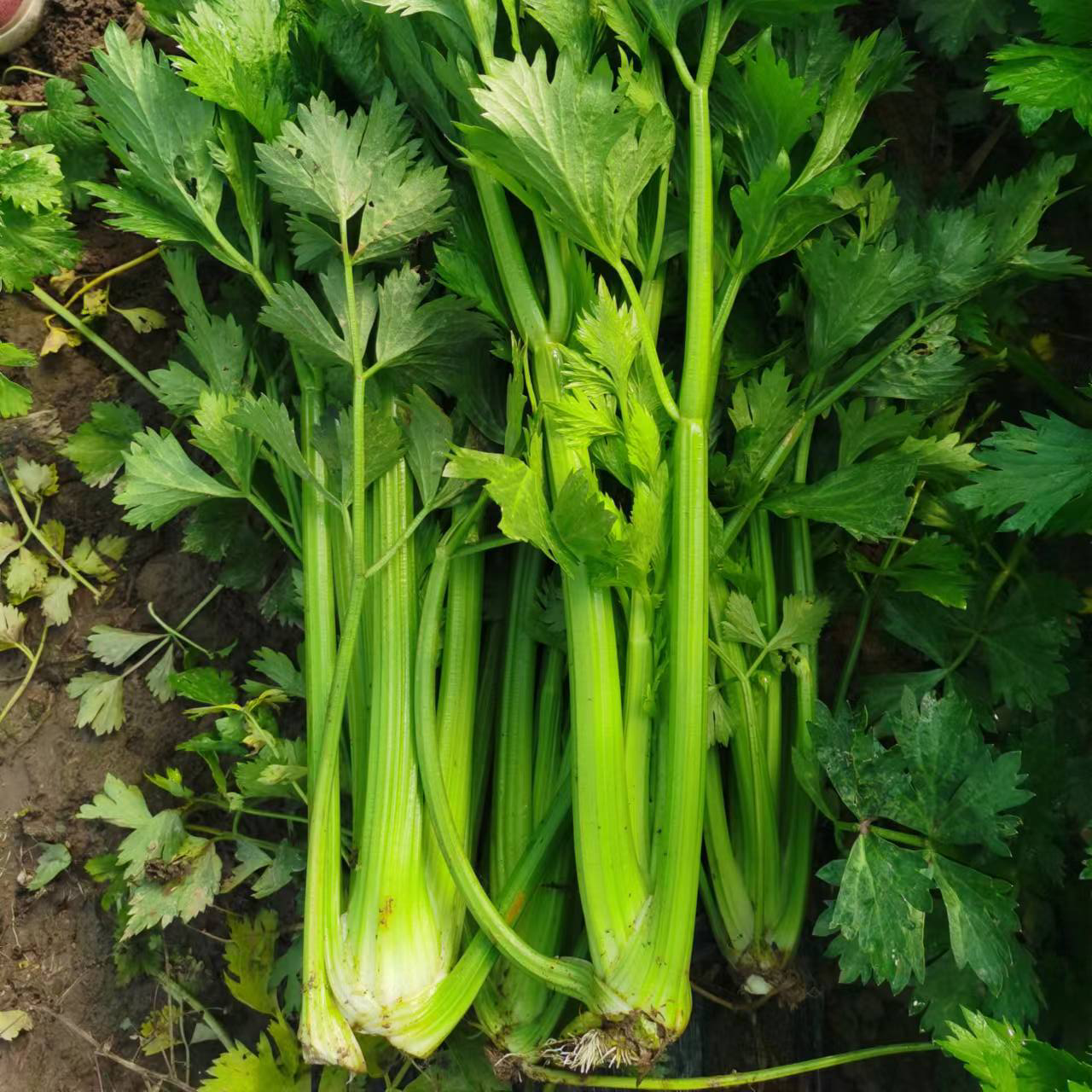 Western Celery (पश्चिमी सेलेरी)
